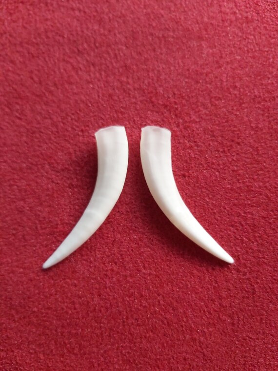 Echte Chinesische Wasserhirsch Buck Tusks Praparatoren Etsy