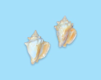 Vintage Queen Conch Sea Shells.