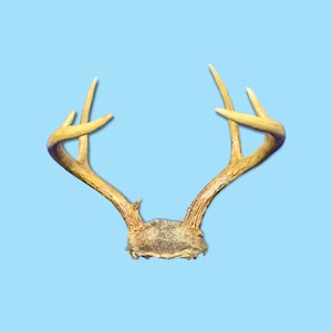 Vintage Deer Bone Antlers with Fur.