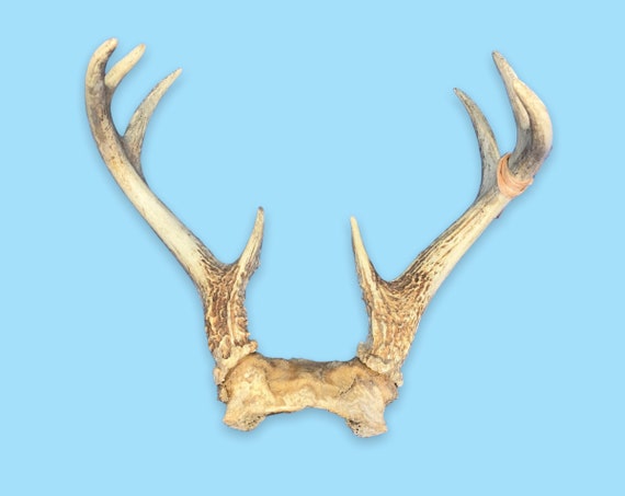 Vintage Natural Bone Deer Antlers. Etsy Canada