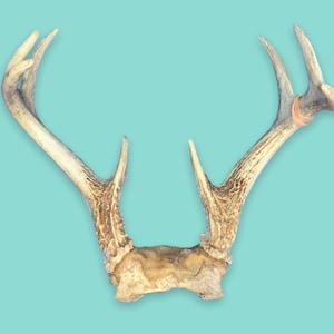 Vintage Natural Bone Deer Antlers.