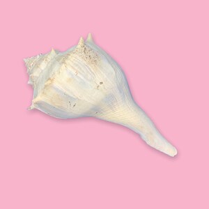 Vintage Large Sea Shell: Decorative Creamy Off-White Seashell (8 Inch)