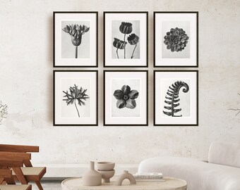 Botanical Print Set of 6, Vintage Printable Wall Art, Floral Print, Black and White Photography, Minimalist Wall Art, Cottagecore Decor