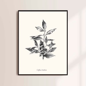 Coffee plant art print, Vintage Kitchen wall decor, Coffee Bar wall art, Modern botanical poster, Coffee lover gift, Digital Download