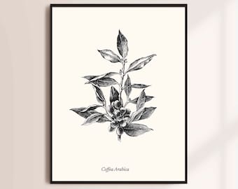 Lámina artística de planta de café vintage: Decoración botánica para la cocina (descarga digital)