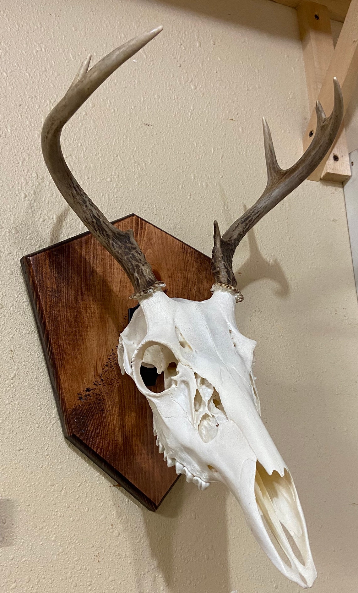 Deer Antler/European mount Plaque | Etsy