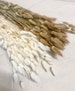 Lagurus dried, beige, white, natural, bunny tail, dry bouquet, 1 bunch of 10 stems each, autumn decoration, Advent, wreath 