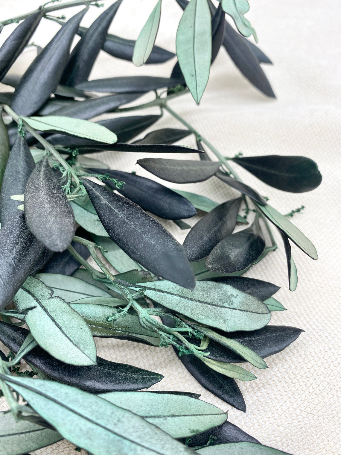 Olive Branches Preserved Whole Bunch Dried Flowers Olive Etsy New Zealand