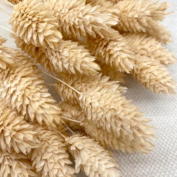 Phalaris beige, Trockenblumenstrauß, Geschenk Frau, Dried Flowers, Hochzeit, Home decor, Weihnachten, Weihnachtsdeko, Wohndeko