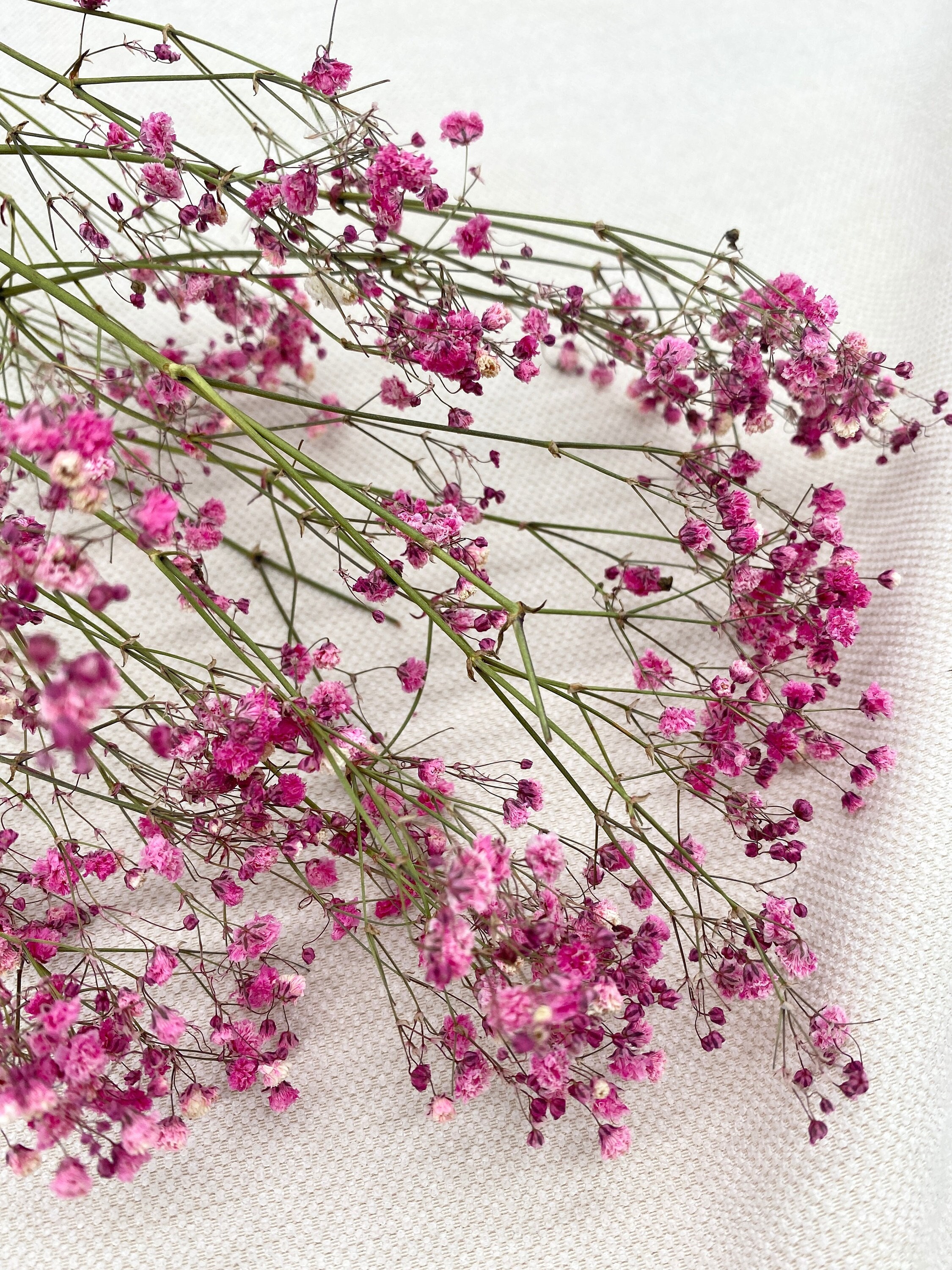 Baby's Breath - Gypsophila - Pink - Dried Flowers Forever - DIY