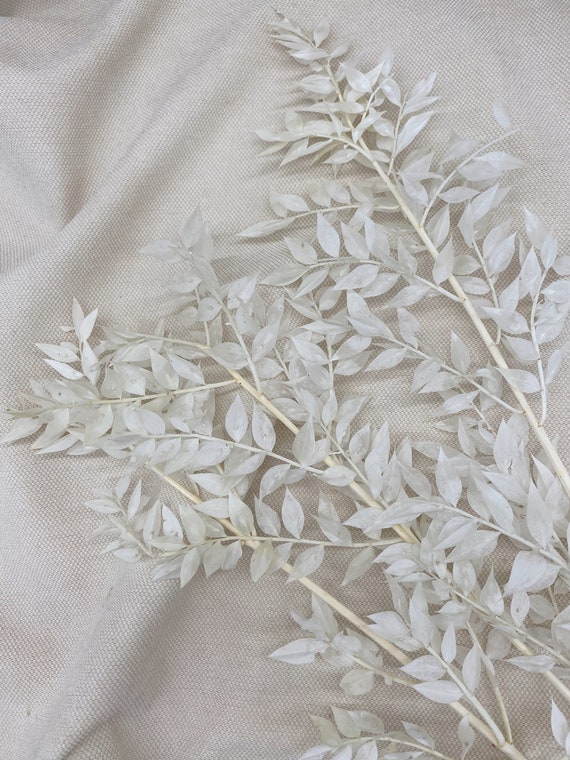 Ruscus blanc séché fleurs séchées genêt de boucher - Etsy France