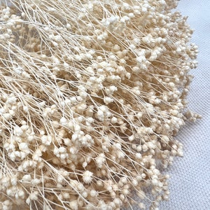 XL Broom Bloom, beige, 1 small bunch, dried flowers, home decoration, gift for women, wedding, autumn decoration, autumn, wholesale