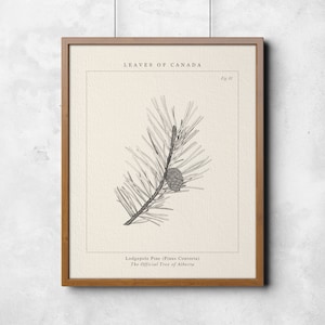 Alberta,  Lodgepole Pine Botanical Wall Art- The official provincial tree of Alberta