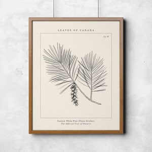 Ontario, Eastern White Pine Botanical Wall Art- The official provincial tree of Ontario
