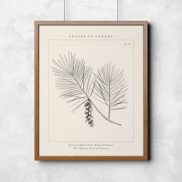 Ontario, Eastern White Pine Botanical Wall Art- The official provincial tree of Ontario