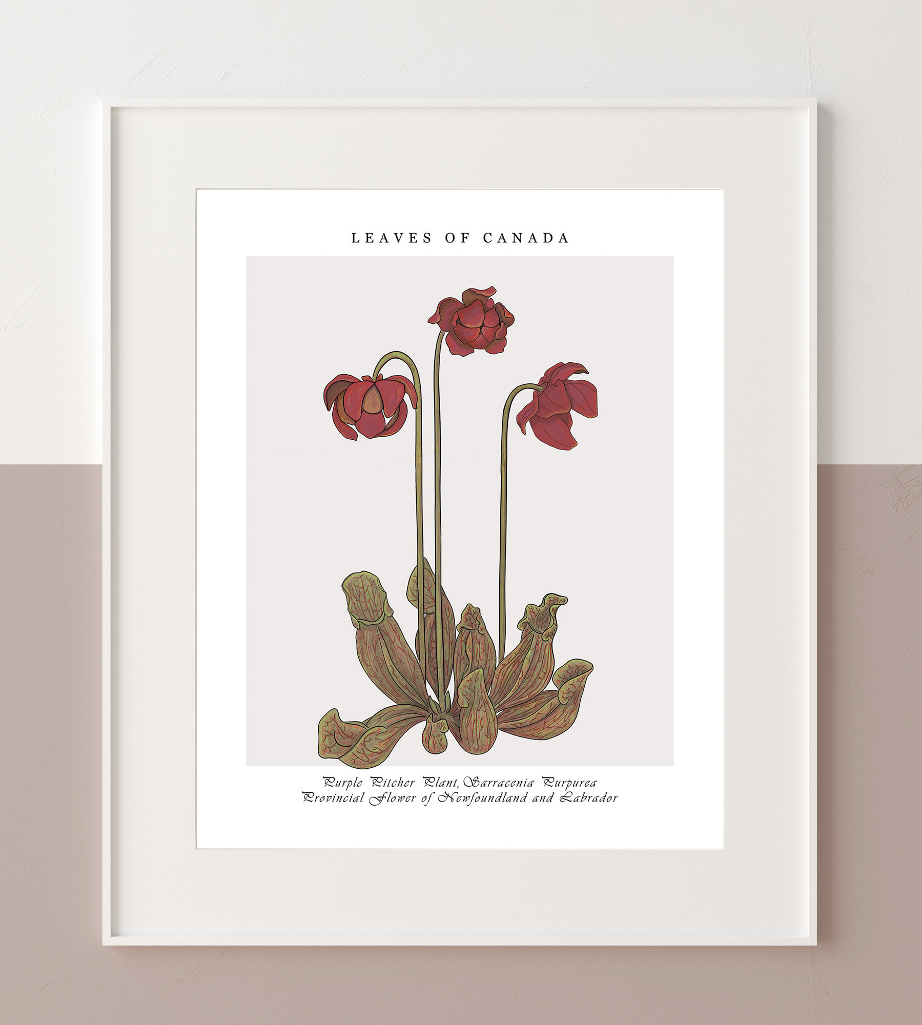 Purple Pitcher Plant Botanical Print - Newfoundland & Labrador