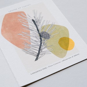 Alberta, Lodgepole Pine Postcard - The provincial tree of Alberta
