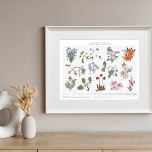 Fleurs provinciales du Canada, Dessin botanique, Art mural nature