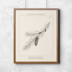 Manitoba, White Spruce Botanical Wall Art - L'arbre provincial officiel du Manitoba