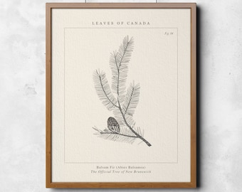 May include: A vintage botanical illustration of a Balsam Fir (Abies Balsamea) tree branch with needles and a small cone. The text "Leaves of Canada" and "Fig. 04" are at the top of the image. The text "Balsam Fir (Abies Balsamea) The Official Tree of New Brunswick" is at the bottom of the image.