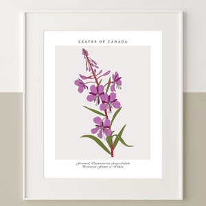 Yukon, Fireweed Botanical Wall Art - La fleur provinciale officielle du Yukon