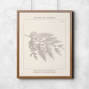 British Columbia, Western Red Cedar Botanical Wall Art- The official provincial tree of British Columbia