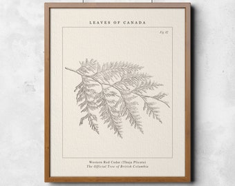 British Columbia, Western Red Cedar Botanical Wall Art- The official provincial tree of British Columbia