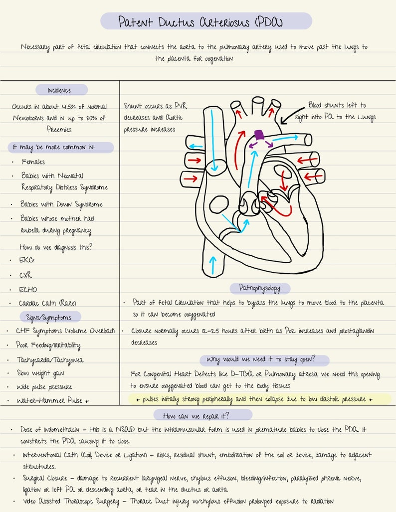 Patent Ductus Arteriosus Study Sheet Etsy