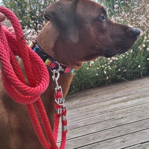 Pode incluir: Um cão castanho com uma coleira listrada colorida e uma trela vermelha. O cão está em pé num deck de madeira.