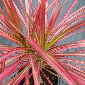 Dracaena Marginata Tricolor Dragon Tree Pink aka Colorama desk top size Madagascar
