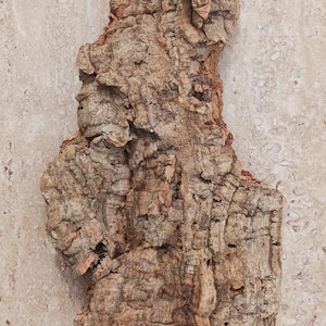 Cork Bark Very Large Size Actual Pieces shown mounting Orchids Hoya epiphyte air plant hanging wire attached Craft, Dart Fog