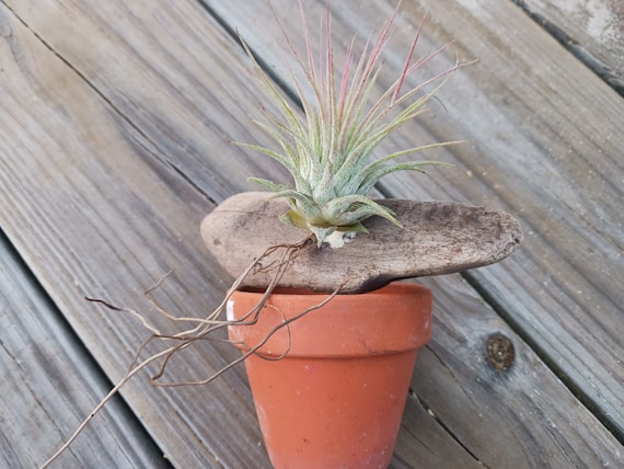 Bromeliad Tillandsia, Air Plant Mounted on Driftwood Placed in Pot