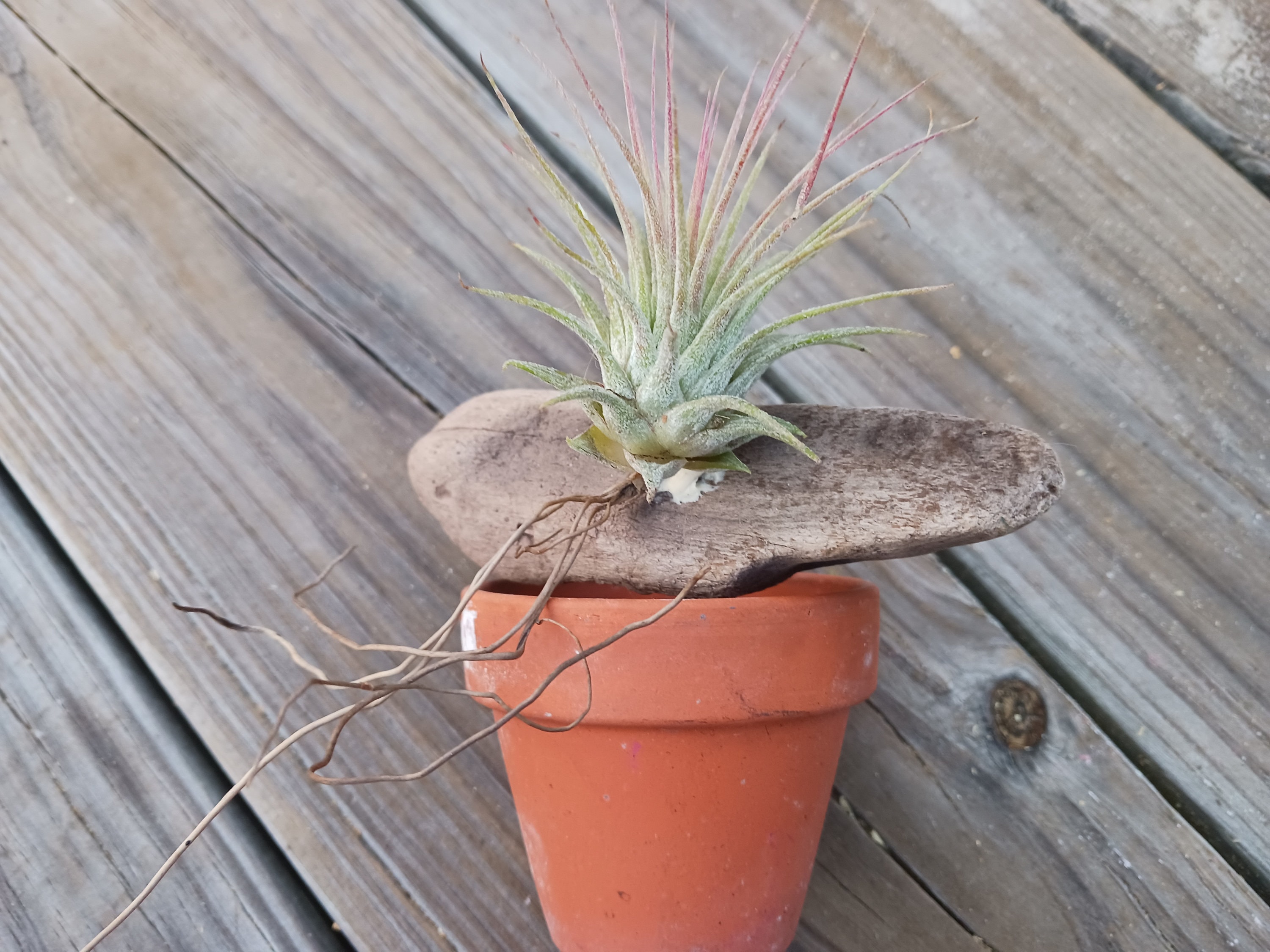 Bromeliad Tillandsia, Air Plant Mounted on Driftwood Placed in Pot