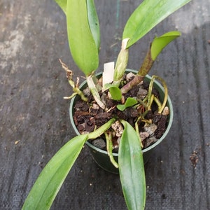 Orchid Cattleya Rth Cherry Suisse x C aclandiae x R digbyanna in 2" and 4" pots or mounted plants