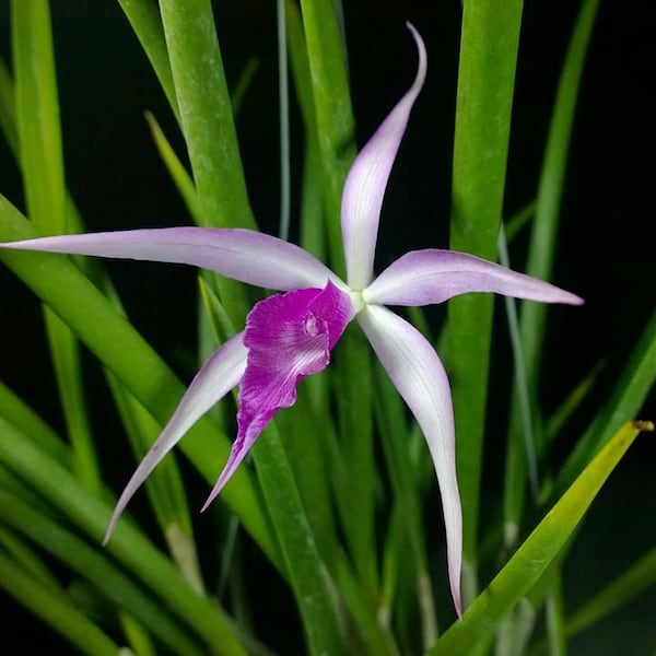 Orchid Amethyst Cattleya Brassavola fragrant mounted plant