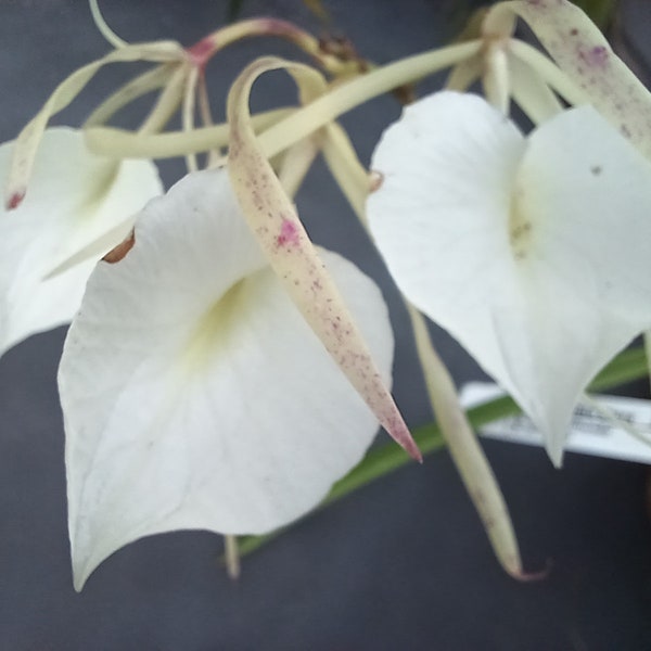 Orchid nodosa Little Stars 'Grande' Cattleya Brassavola Fragrant Mounted on portion of coconut husk