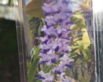 Orchid Vanda Rhynchostylis coelestis Blue Fragrant  Pink and Alba forms