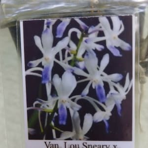 Orchid Vanda Lou Sneary x Rhy coelestis Blue Lip Hanging Plant