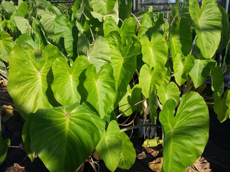 Colocasia Maui Gold Elephant Ear Tropical Plant Etsy Australia