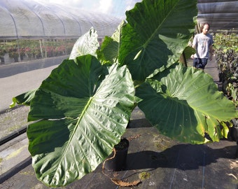 Alocasia Calidora Elephant Ear Tropical Plant