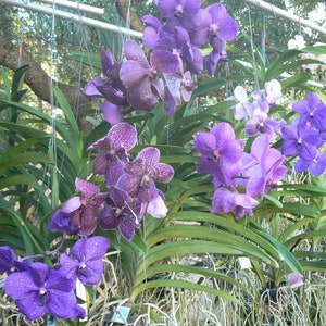 Orchid Vanda 3 Pack Purple Blue color Tropical Hanging Plant