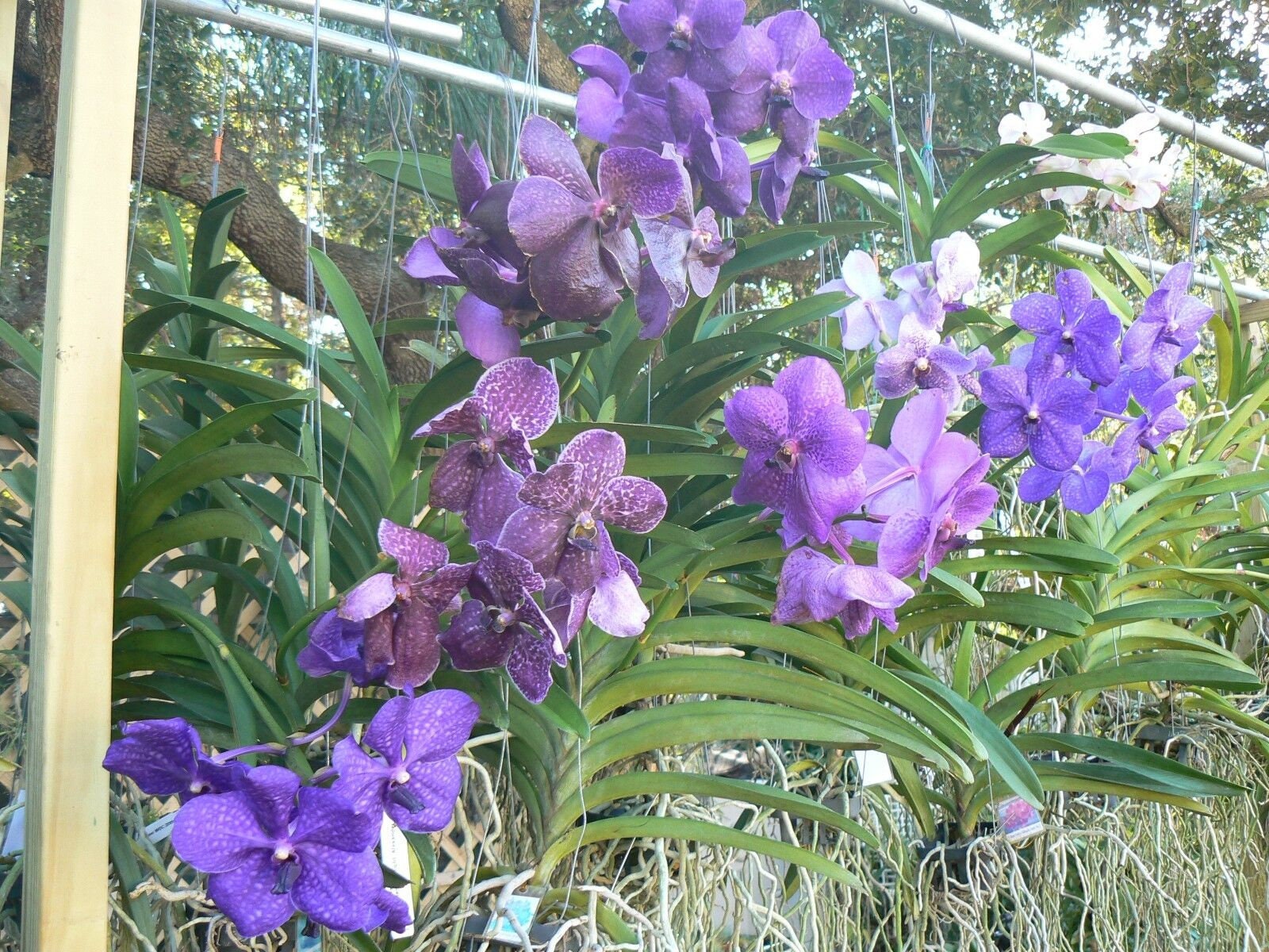 Orchid Vanda 3 Pack Purple Blue Color Tropical Hanging Plant - Etsy