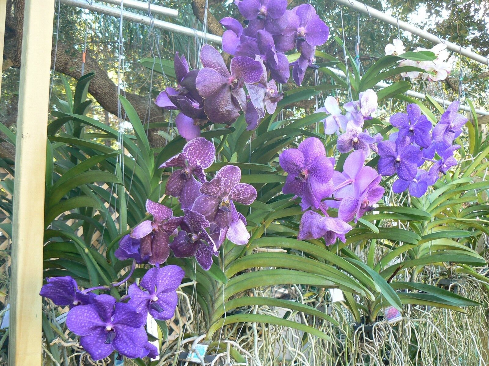 Orchidea Vanda Confezione da 3 piante tropicali appese di colore blu viola  - Etsy Italia