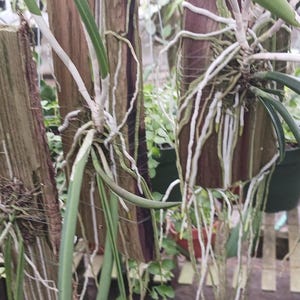 May include: Close-up of orchids with long, green leaves and white roots attached to weathered wooden posts. The orchids are in various stages of growth, with some showing new leaves and others with established roots. The background is blurred, suggesting a greenhouse setting.