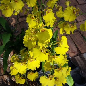 Orchidea Oncidium Dancing Lady in vaso o montata su cocco Mad Happenings appesa