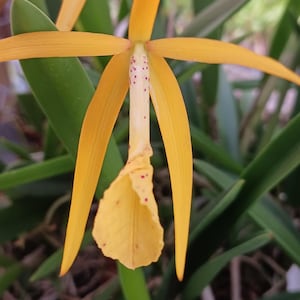 Orchid Cattleya Brassavola Laelia (L cinnabariana x angereri ) x B nodosa in 2" an 4" pots or mounted plants