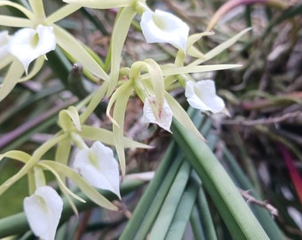 Orchid Cattleya Brassavola subulifolia species Fragrant Plants