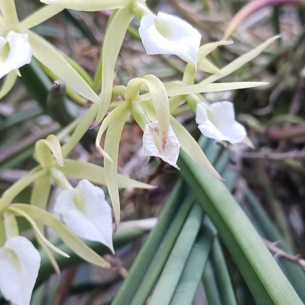 Orchid Cattleya Brassavola subulifolia species Fragrant Plants