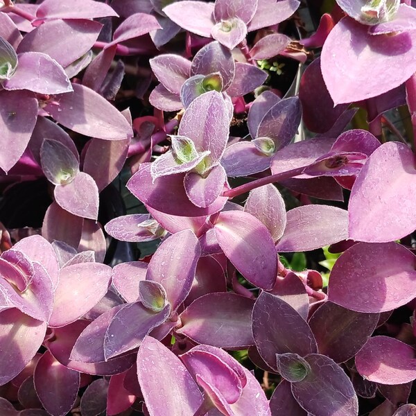 Tradescantia padillia Pale Puma Wandering Jew Succulent hanging basket ground cover tropical plant