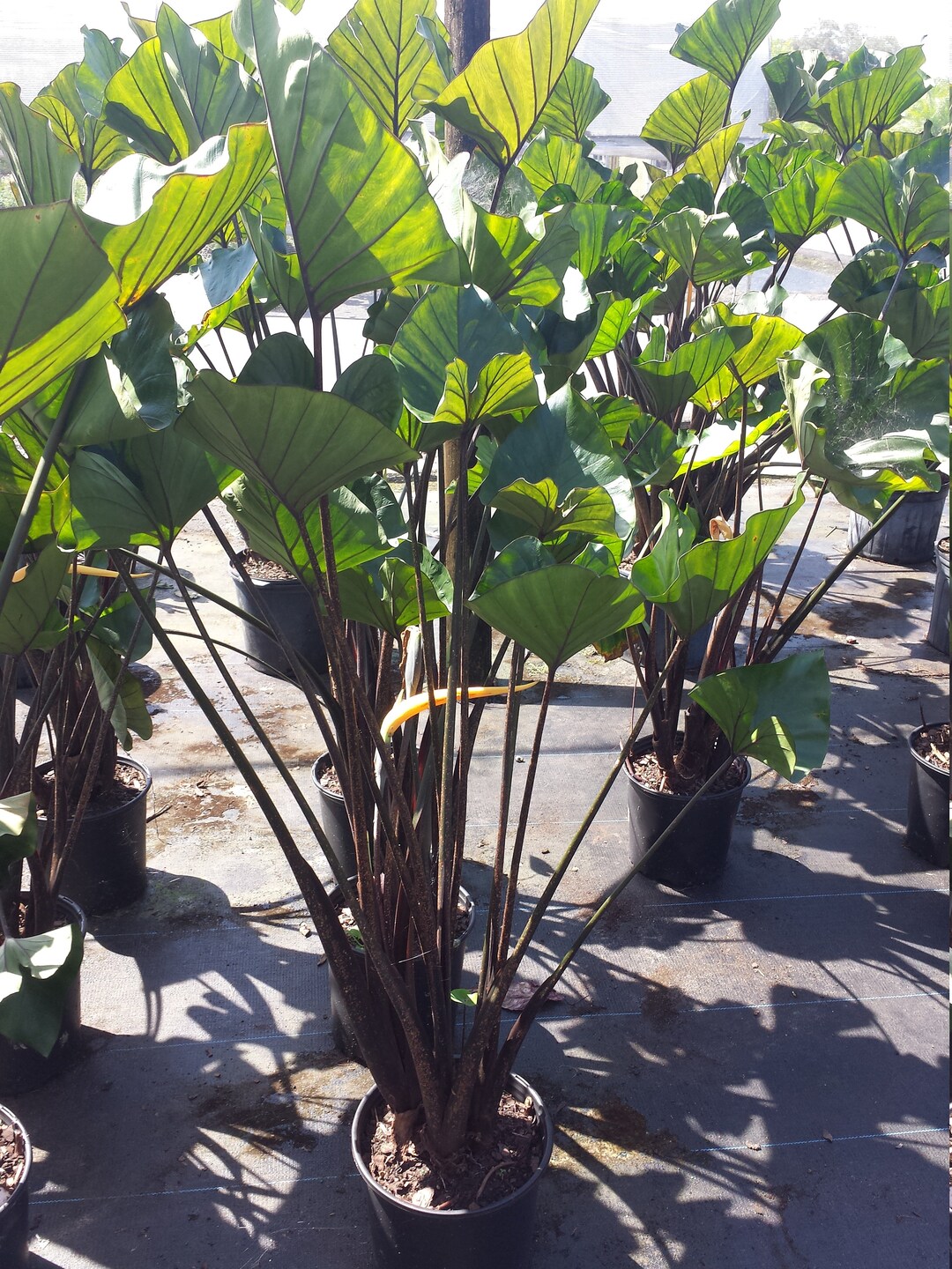 Colocasia Tea Cup Elephant Ear Large Medium Small Size Tropical Plant
